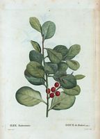 Houx de Madère (Ilex maderiensis). Cliquer pour agrandir l'image.