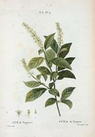 Itéa de Virginie (Itea Virginica). Cliquer pour agrandir l'image.