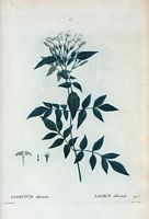 Jasmin officinal (Jasminum officinale). Cliquer pour agrandir l'image.