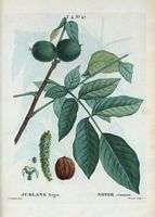 Noyer commun (Juglans regia). Cliquer pour agrandir l'image.