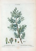 Genévrier de Virginie (Juniperus Virginiana). Cliquer pour agrandir l'image.