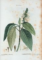 Carmantine en arbre (Justica adhatoda). Cliquer pour agrandir l'image.