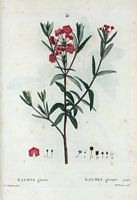 Kalmia glauque (Kalmia glauca). Cliquer pour agrandir l'image.