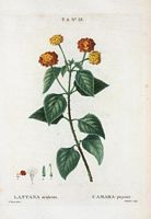 Camara piquant (Lantana aculeata). Cliquer pour agrandir l'image.