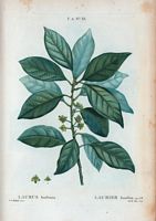 Laurier bourbon (Laurus borbonia). Cliquer pour agrandir l'image.