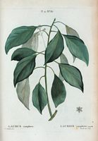 Laurier camphrier (Laurus camphora). Cliquer pour agrandir l'image.