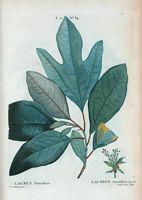 Laurier Sassafras (Laurus sassafras). Cliquer pour agrandir l'image.