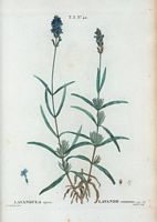 Lavande commune (Lavandula spica). Cliquer pour agrandir l'image.
