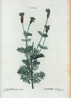 Lavande stoechas (Lavandula stoechas). Cliquer pour agrandir l'image.