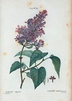 Lilas commun (Lilac vulgaris). Cliquer pour agrandir l'image.