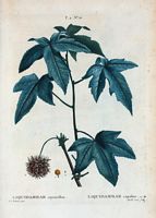 Liquidambar copalme (Liquidambar styraciflua). Cliquer pour agrandir l'image.