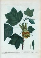 Tulipier de Virginie (Liriodendron tulipifera). Cliquer pour agrandir l'image.