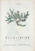 Loiseleurie couchée (Loiseleuria procumbens). Cliquer pour agrandir l'image.