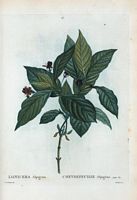 Chèvrefeuille Alpigène (Lonicera alpigena). Cliquer pour agrandir l'image.