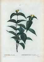 Chèvrefeuille Dierville (Lonicera diervilla). Cliquer pour agrandir l'image.