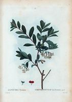 Chèvrefeuille des Pyrénées (Lonicera pyrenaica). Cliquer pour agrandir l'image.