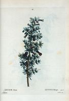 Lycium d'Afrique (Lycium afrum). Cliquer pour agrandir l'image.