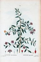 Lycium lanceolè (Lycium lanceolatum). Cliquer pour agrandir l'image.