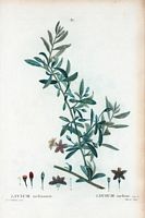Lycium turbiné (Lycium turbinatum). Cliquer pour agrandir l'image.