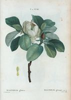 Magnolia glauque (Magnolia glauca). Cliquer pour agrandir l'image.