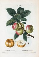 Pommier commun (Malus communis). Cliquer pour agrandir l'image.