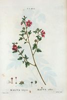Mauve effilée (Malva virgata). Cliquer pour agrandir l'image.