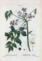 Azédarac bipenné (Melia azedarach). Cliquer pour agrandir l'image.