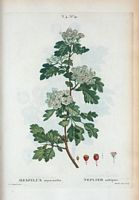 Néflier aubépine (Mespillus oxyacantha). Cliquer pour agrandir l'image.