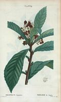 Néflier du Japon. (Mespilus Japonica). Cliquer pour agrandir l'image.