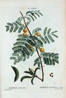 Mimosa de farnese (Mimosa farnesiana). Cliquer pour agrandir l'image.