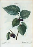 Murier noir (Morus nigra). Cliquer pour agrandir l'image.