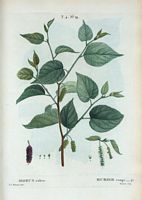 Murier rouge (Morus rubra). Cliquer pour agrandir l'image.