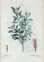 Myrica Galé (Myrica gale). Cliquer pour agrandir l'image.