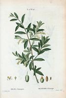 Olivier d'Europe (Olea europæa). Cliquer pour agrandir l'image.