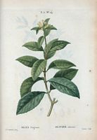 Olivier odorant (Olea fragrans). Cliquer pour agrandir l'image.