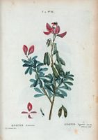 Ononis ligneux (Ononis fruticosa). Cliquer pour agrandir l'image.