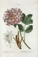 Pivoine moutan (Pæonia moutan). Cliquer pour agrandir l'image.
