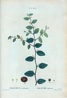 Paliure épineux (Paliurus aculeatus). Cliquer pour agrandir l'image.