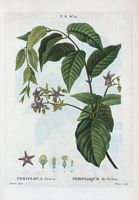 Périploque de Grèce (Periploca græca). Cliquer pour agrandir l'image.