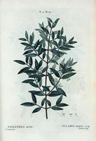 Filaria moyen (Phyllyrea media). Cliquer pour agrandir l'image.
