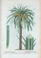 Palmier-Dattier (Phoenix dactylifera). Cliquer pour agrandir l'image.