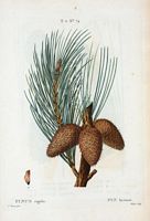 Pin hérissé (Pinus rigida). Cliquer pour agrandir l'image.