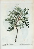 Pistachier lentisque (Pistacia lentiscus). Cliquer pour agrandir l'image.