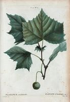 Platane d'Amérique (Platanus orccidentalis). Cliquer pour agrandir l'image.
