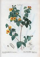 Platilobe élégant (Platilobium formosum). Cliquer pour agrandir l'image.