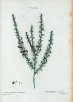 Polygala piquant (Polygala heisteria). Cliquer pour agrandir l'image.