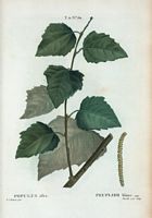 Peuplier blanc (Populus alba). Cliquer pour agrandir l'image.