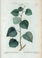 Peuplier faux Tremble (Populus tremuloides). Cliquer pour agrandir l'image.