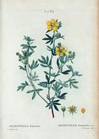 Potentille frutescente (Potentilla frutescens). Cliquer pour agrandir l'image.