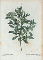 Apalanche glabre (Prinos glaber). Cliquer pour agrandir l'image.